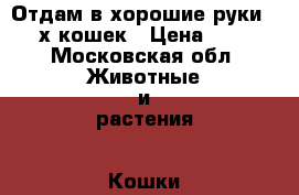 Отдам в хорошие руки 2-х кошек › Цена ­ 1 - Московская обл. Животные и растения » Кошки   